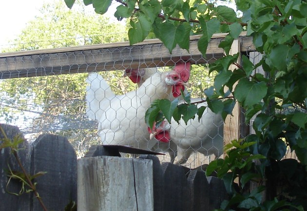 cu chickens on roof